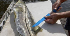 Cuda AquaTuff Fillet Knifes With Blade Cover 12 Cuda AquaTuff Fillet Knifes With Blade Cover -Fishing Gear Store cuda aquatuff fillet knifes with blade cover 70075.1676038841