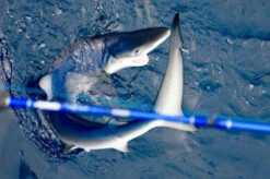 Lamiglas Bluewater Series Rods -Fishing Gear Store lamiglas bluewater series rods 14921.1651112013