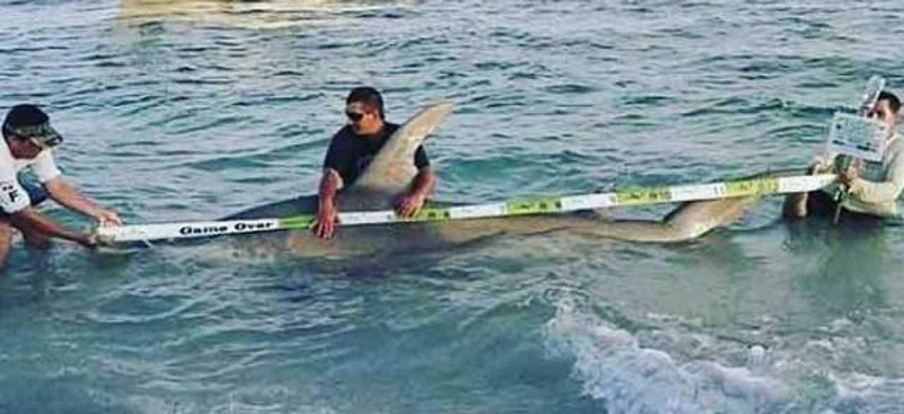 Land Shark Release Ruler 6 Land Shark Release Ruler - Image 4